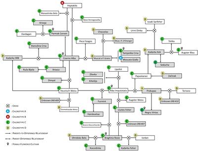 The genetic characterization of grapevines prospected in old Serbian vineyards reveals multiple relationships between traditional varieties of the Balkans